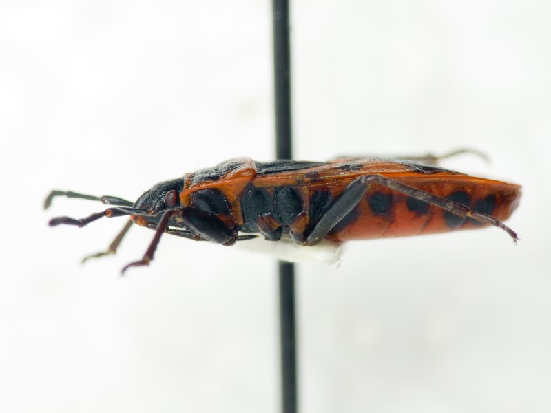 Scantius aegyptius (Linnaeus, 1758)